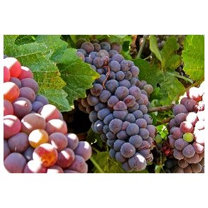 Pinot Gris